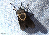 Western Horse Fly Tabanus punctifer