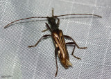 Longhorned Beetle Leptorhabdium pictum