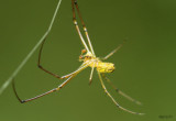 Orchard Spider - Leucauge venusta - male