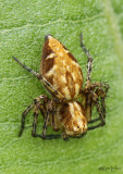 Western Lynx Spider Oxyopes scalaris - female