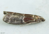 Root Collar Borer Moth Euzophera ostricolorella #5997