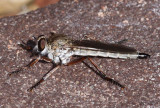 Robber Fly Philonicus limpidipennis