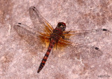 Red Rock Skimmer Paltothemis lineatipes