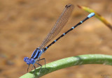 Blue-ringed Dancer Argia sedula