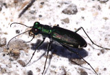 Punctured Tiger Beetle Cicindela punctulata