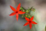 Scarlet gilia Gillia aggretata 