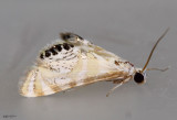 Petrophila kearfottalis #4773