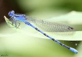 Vivid Dancer Argia vivida