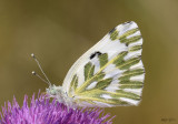 Beckers White Pontia beckerii