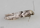 Acorn Moth Blastobasis glandulella #1162