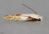 Mompha circumscriptella #1434