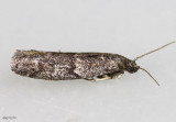 Speckled Black Pyla Moth Pyla fusca #5829