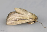 Many-lined Wainscot Moth Leucania multilinea #10446