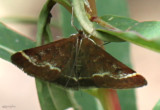 Pyrausta nicalis #5032