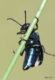 Blister Beetle Meloidae 