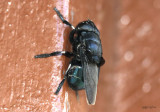 Bot Fly Cuterebra tenebrosa