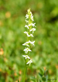 Tall White Bog-orchid Platanthera dilatata