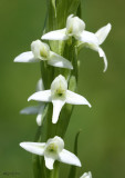 Tall White Bog-orchid Platanthera dilatata