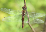 Spot-winged Glider Pantala hymenaea