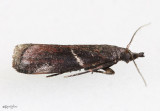 Crescent-winged Caudellia Moth Caudellia apyrella #6012