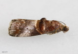 Hickory Leafstem Borer Moth Acrobasis angusella #5673