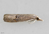 Bluegrass Webworm Moth Parapediasia teterrella #5451