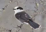 Gray Jay