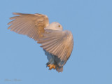 harfang des neiges - snowy owl