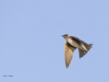 martinet ramoneur - chimney swift