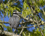 bihoreau violac - yellow crowned night heron