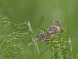 bruant sauterelle - grasshopper sparrow