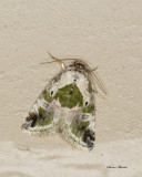 Black-dotted Lithacodia Moth  - Maliattha synochitis (9049)