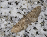 Eupithecia absinthiata (7586.1)