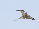 colibri  gorge rubis juv. - juv ruby throated hummingbird