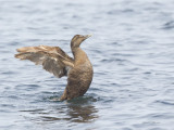 eider  duvet - common eider