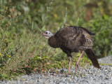 dindon sauvage - wild turkey