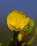 onagre - Common evening primrose