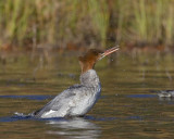 grand harle - common merganser