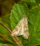 Lucerne moth - Nomophila nearctica (5156)