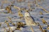 harfang - snowy owl