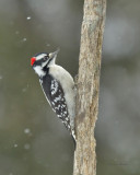pic mineur - downy woodpecker
