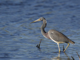 aigrette tricolore - tricolored heron