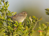 bruant des pindes - backmans sparrow