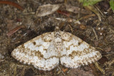 powder moth female - Eufidonia notataria (6638)