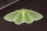 White-Fringed Emerald -  Nemoria mimosaria (7048)