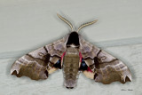 sphinx gmin - twin-spotted Sphinx Moth - Smerinthus jamaicensis (7821)