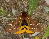 arctiide du canada - st-laurence tiger moth - Platarctia parthenos (8162)