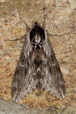 Northern apple sphinx - Sphinx poecila (7810.1) 