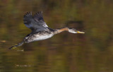 Grbe jougris - Red necked grebe