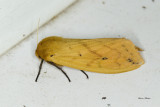 Isabella tiger moth - Pyrrharctia isabella (8129)